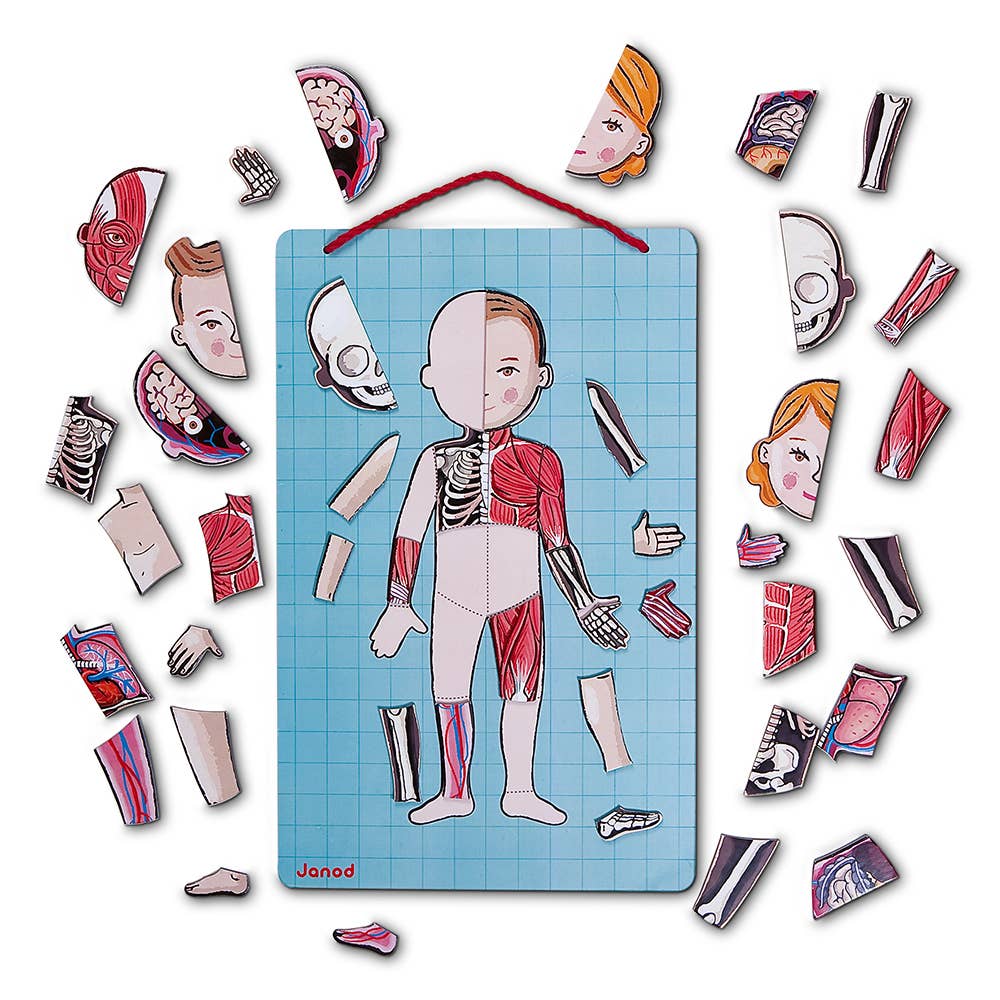 Human Body Magnetic Activity Board