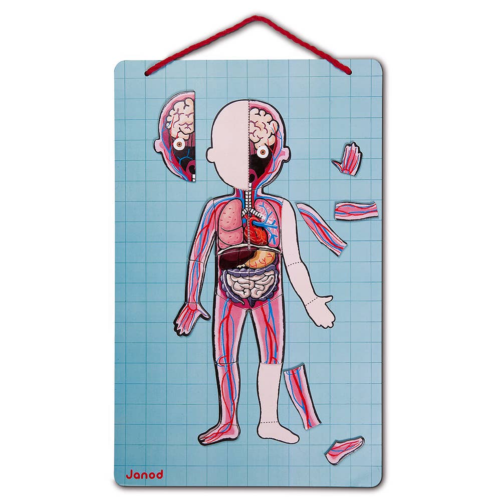 Human Body Magnetic Activity Board